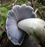 Braunschuppiger Tintling, Foto 30