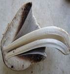 Braunschuppiger Tintling, Foto 33