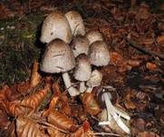 Braunschuppiger Tintling, Foto 34