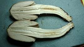 Braunschuppiger Tintling, Foto 37