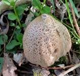 Braunschuppiger Tintling, Foto 7