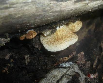 Braunschuppiges Krüppelfüßchen, Foto 2