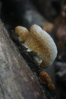 Braunschuppiges Krüppelfüßchen, Foto 4