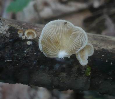 Braunschuppiges Krüppelfüßchen, Foto 5