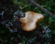 Anissägeblättling, Foto 17