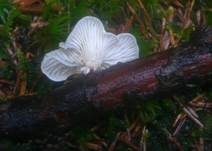 Anissägeblättling, Foto 18