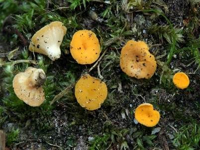 Braunsporiger Stachelbecherling, Foto 2