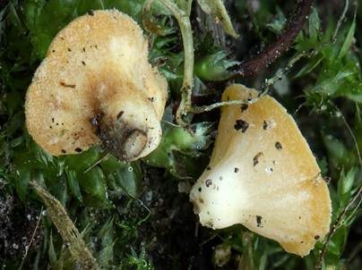 Braunsporiger Stachelbecherling, Foto 3