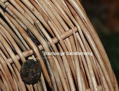 Braunsporiger Stachelbecherling, Foto 5