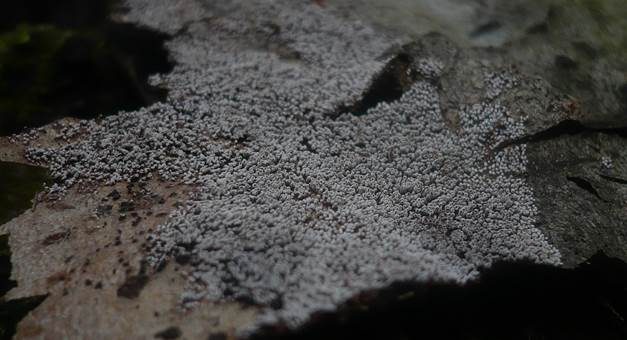 Braunsporiges Pappel-Hängeröhrchen, Foto 2