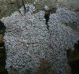 Braunsporiges Pappel-Hängeröhrchen, Foto 5