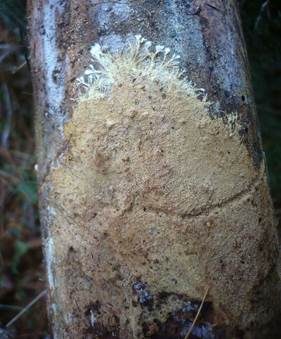 Braunsporrindenpilz, Foto 3