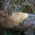 Braunsporrindenpilz, Foto 12