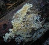 Braunsporrindenpilz, Foto 14
