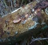 Braunsporrindenpilz, Foto 17