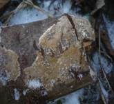 Braunsporrindenpilz, Foto 19