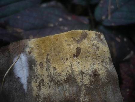 Braunsporrindenpilz, Foto 4