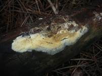 Braunsporrindenpilz, Foto 6