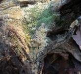 Braunsporrindenpilz, Foto 7