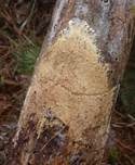 Braunsporrindenpilz, Foto 9