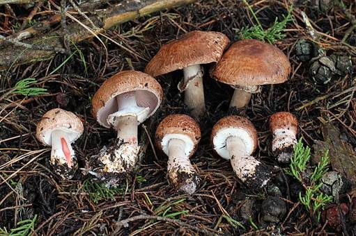 Braunstielliger Blutegerling, Foto 2