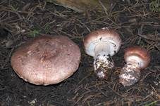 Braunstielliger Blutegerling, Foto 16