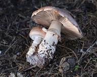 Braunstielliger Blutegerling, Foto 20