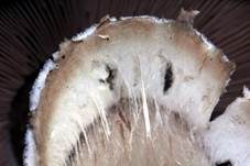 Braunstielliger Blutegerling, Foto 21
