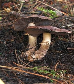 Braunstielliger Blutegerling, Foto 4