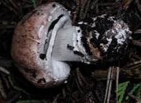 Braunstielliger Blutegerling, Foto 6