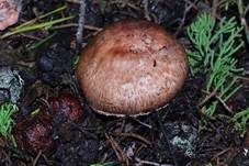 Braunstielliger Blutegerling, Foto 8