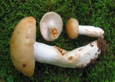 Anistäubling, Foto 2
