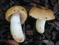 Anistäubling, Foto 17