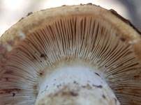 Anistäubling, Foto 6