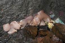 Braunvioletter Becherling, Foto 6