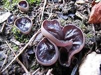 Braunvioletter Brandstellenbecherling, Foto 7