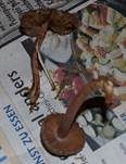 Braunvioletter Risspilz, Foto 10