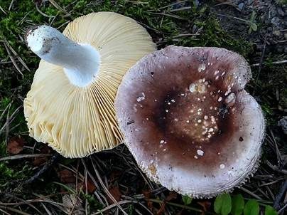 Braunvioletter Samttäubling, Foto 2