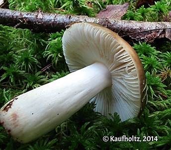 Braunvioletter Samttäubling, Foto 4