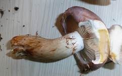 Braunvioletter Schleierling, Foto 7
