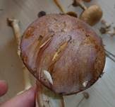 Braunvioletter Schleierling, Foto 8
