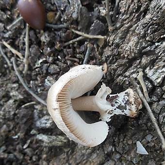 Breitberingter Schirmling, Foto 2