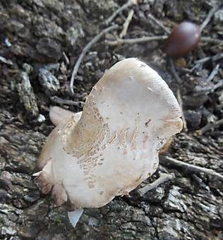 Breitberingter Schirmling, Foto 3