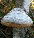 Anistramete, Foto 14