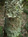 Breitblatt-Lungenflechte, Foto 12