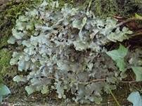 Breitblatt-Lungenflechte, Foto 6