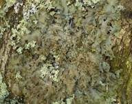 Breitblatt-Lungenflechte, Foto 9