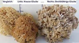 Breitblättrige Glucke, Foto 22