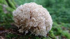 Breitblättrige Glucke, Foto 23