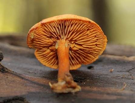 Breitblättriger Flämmling, Foto 2
